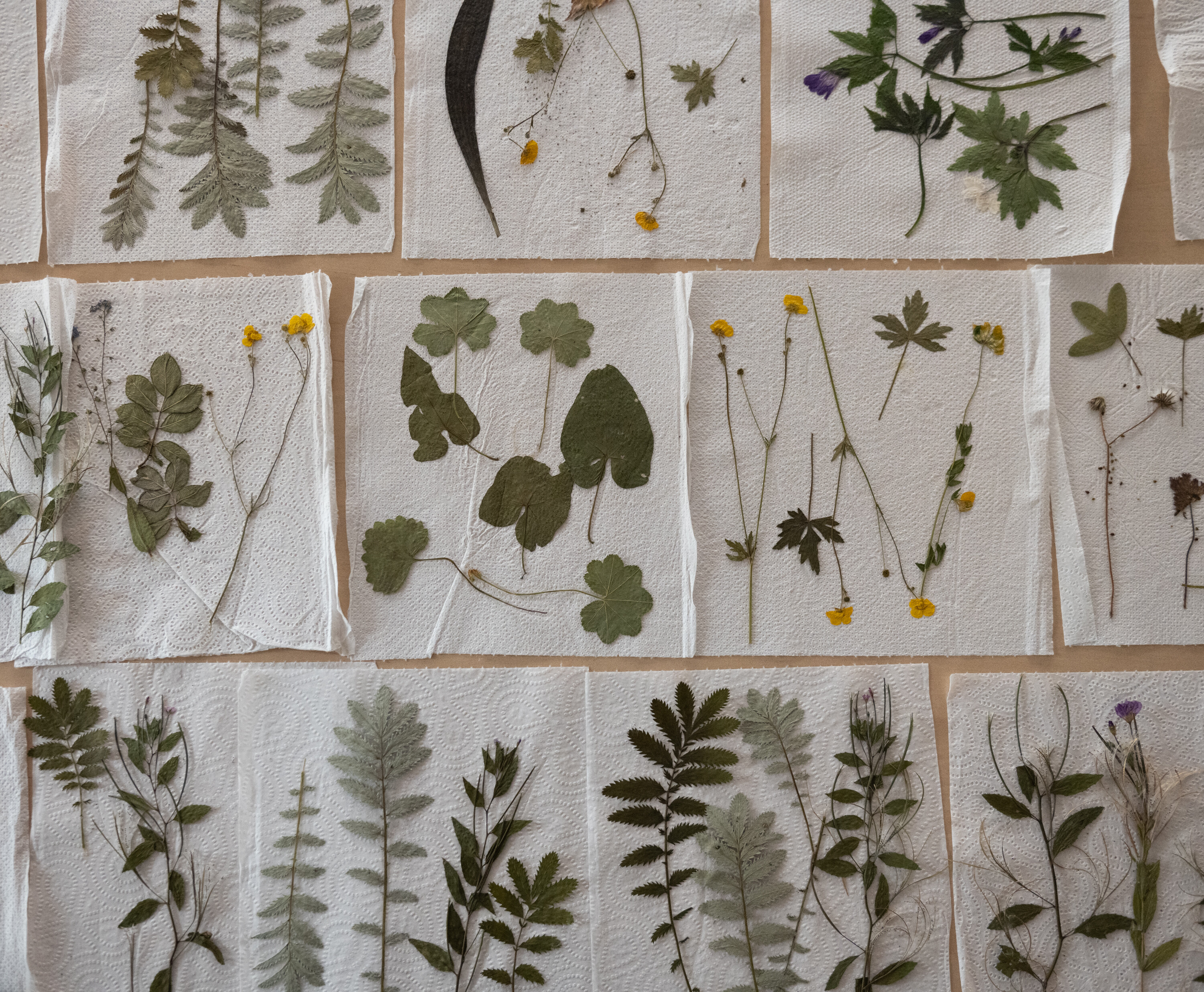 Warsztaty Cyjanotypia z Pauliną Skonieczna w Katowicach 2024 Warsztaty Cyjanotypia zorganizowane przez Radosława Czaplę, Karola Małotę i pracownię drukFineArt.pl w MDK Bogucice-Zawodzie w Katowicach 2024. Prowadząca warsztaty Paulina Skonieczna.