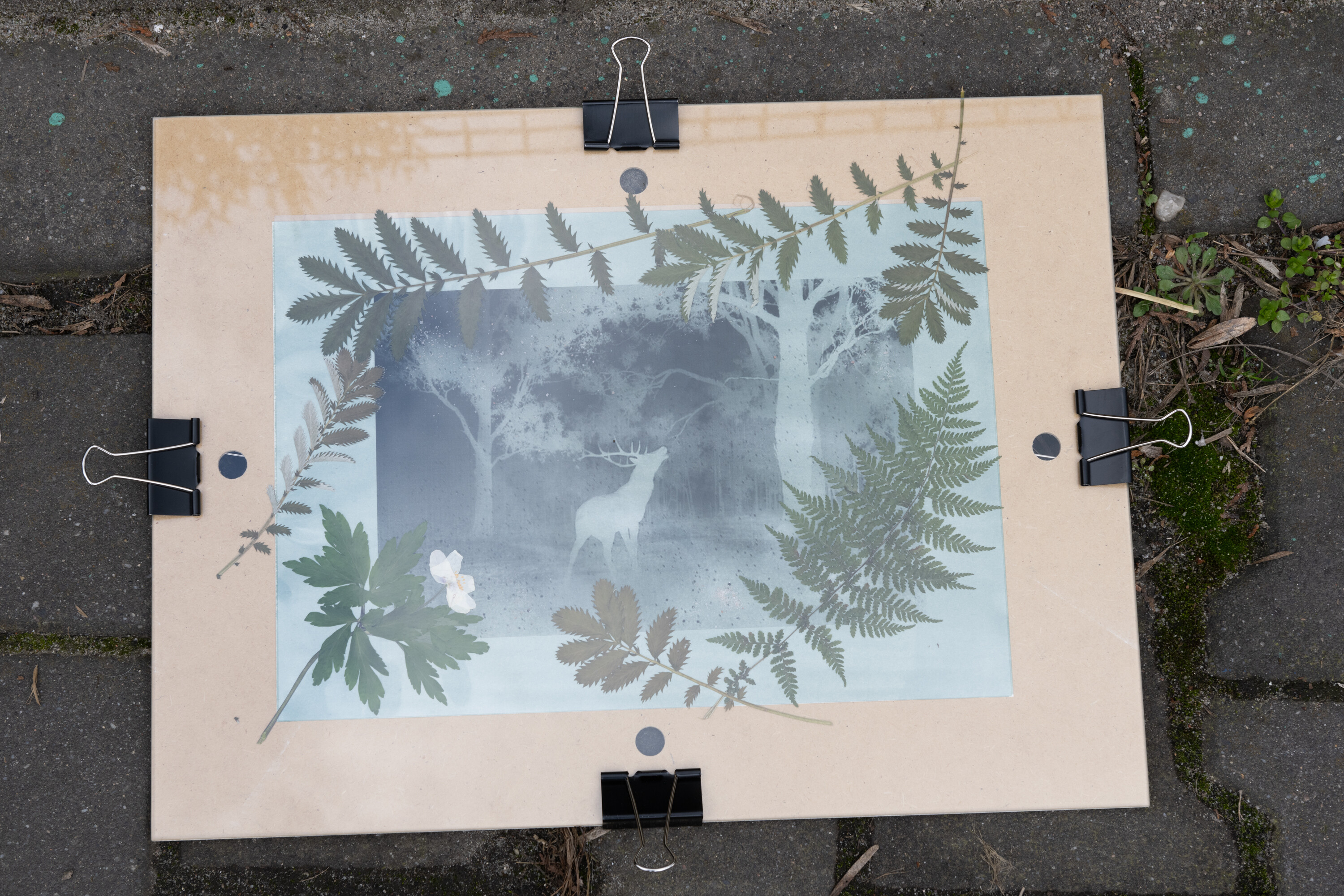 Warsztaty Cyjanotypia z Pauliną Skonieczna w Katowicach 2024 Warsztaty Cyjanotypia zorganizowane przez Radosława Czaplę, Karola Małotę i pracownię drukFineArt.pl w MDK Bogucice-Zawodzie w Katowicach 2024. Prowadząca warsztaty Paulina Skonieczna.